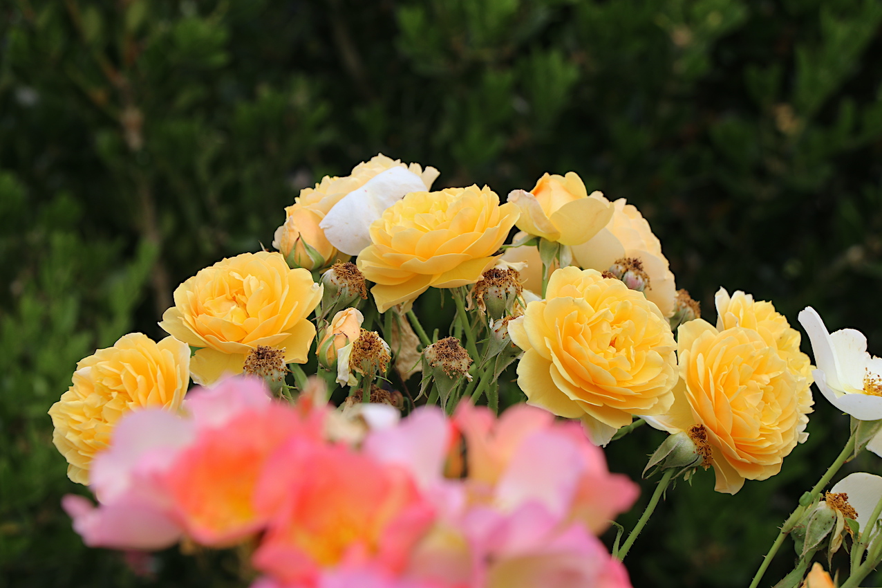 IMG_5073 — копия.JPG