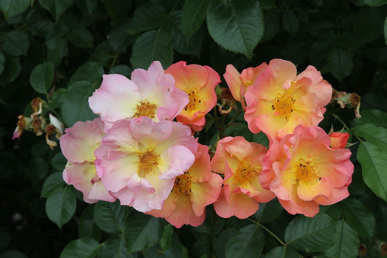 IMG_5078 — копия.JPG