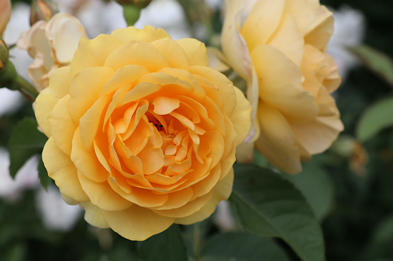 IMG_5079 — копия.JPG