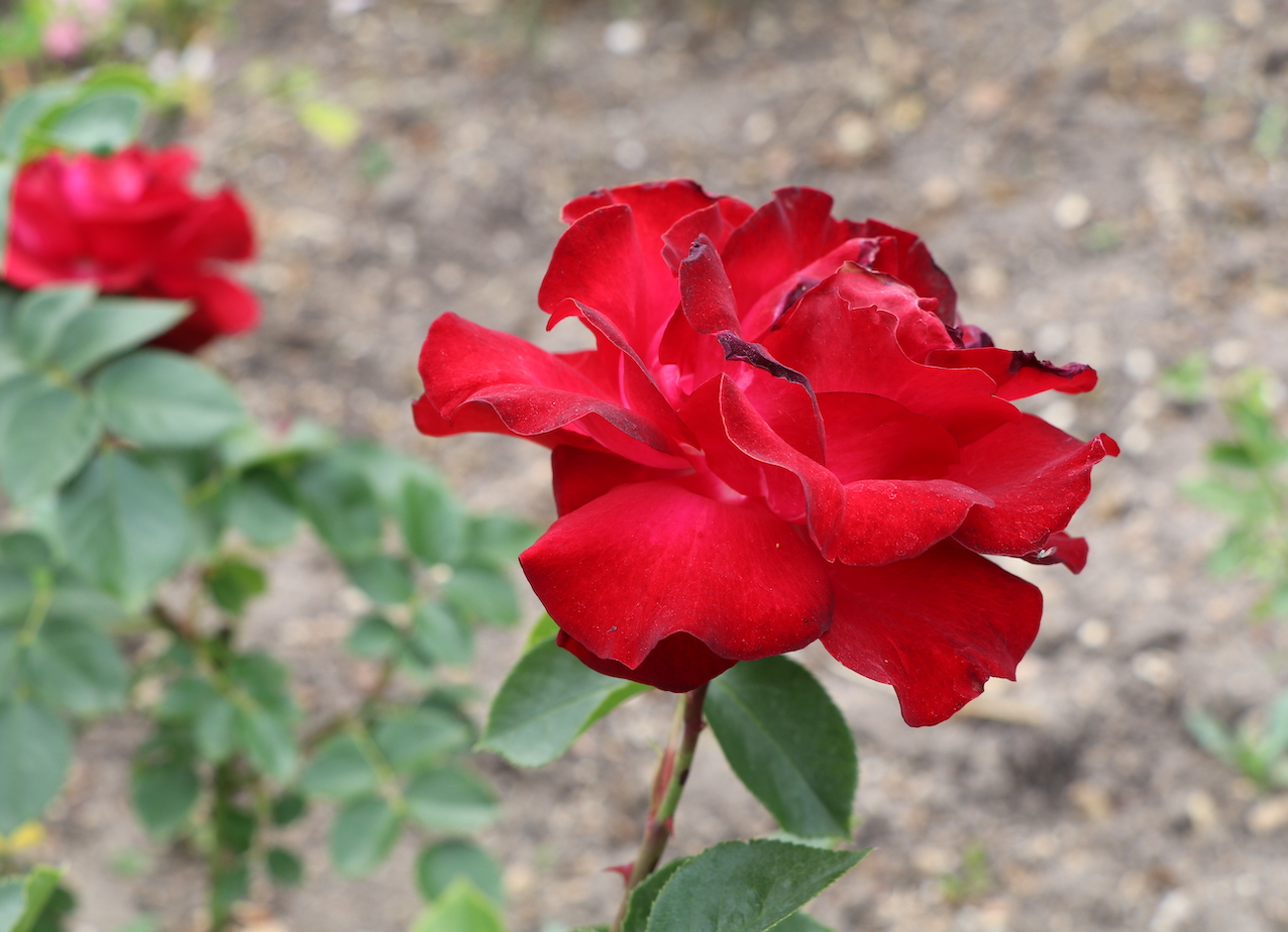 IMG_5082 — копия.JPG