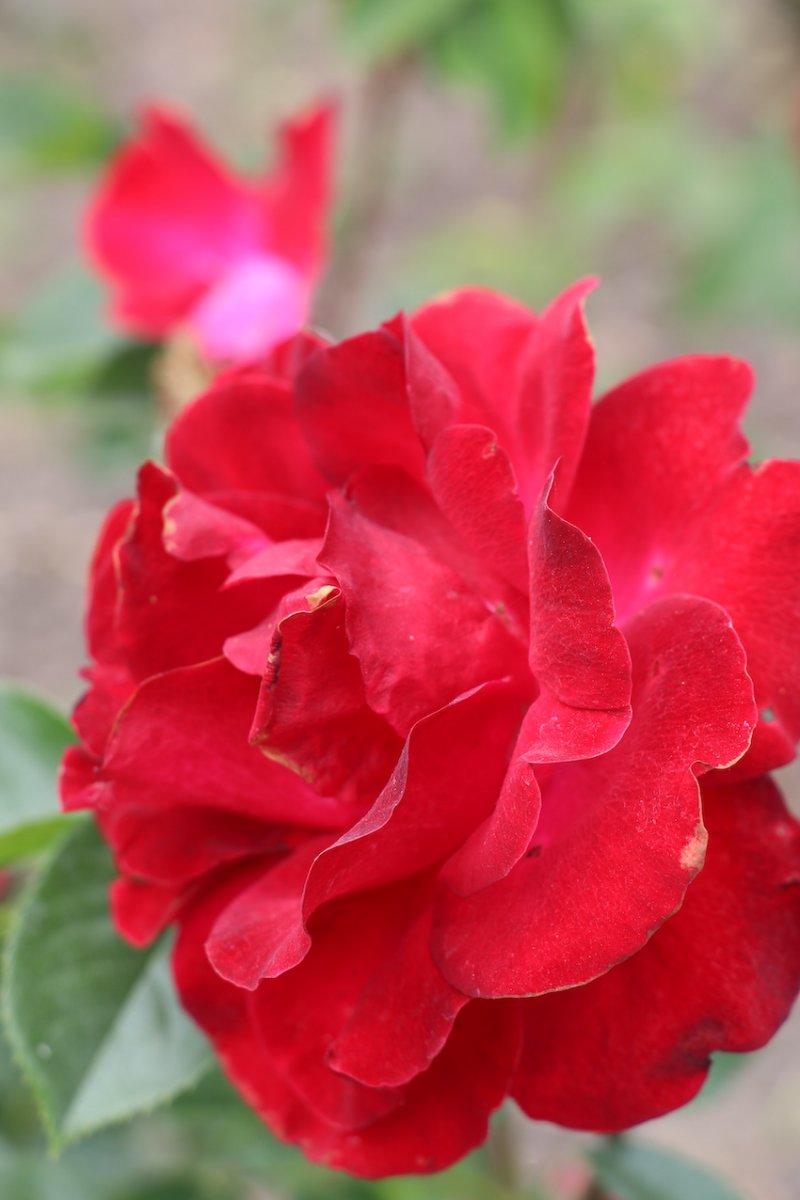 IMG_5088 — копия.JPG