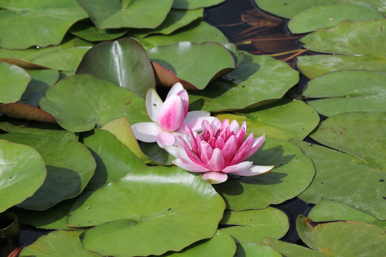 IMG_5134 — копия.JPG