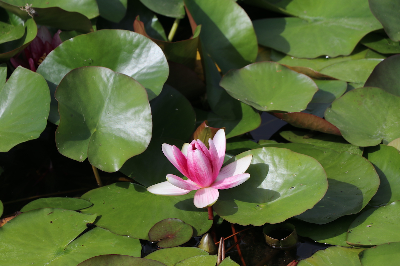 IMG_5135 — копия.JPG