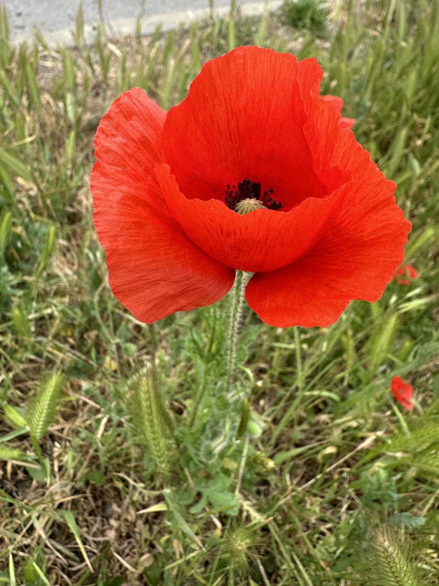 IMG_6237.jpeg