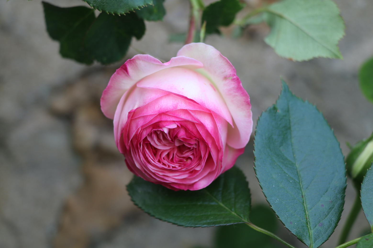 IMG_6259 copie.JPG