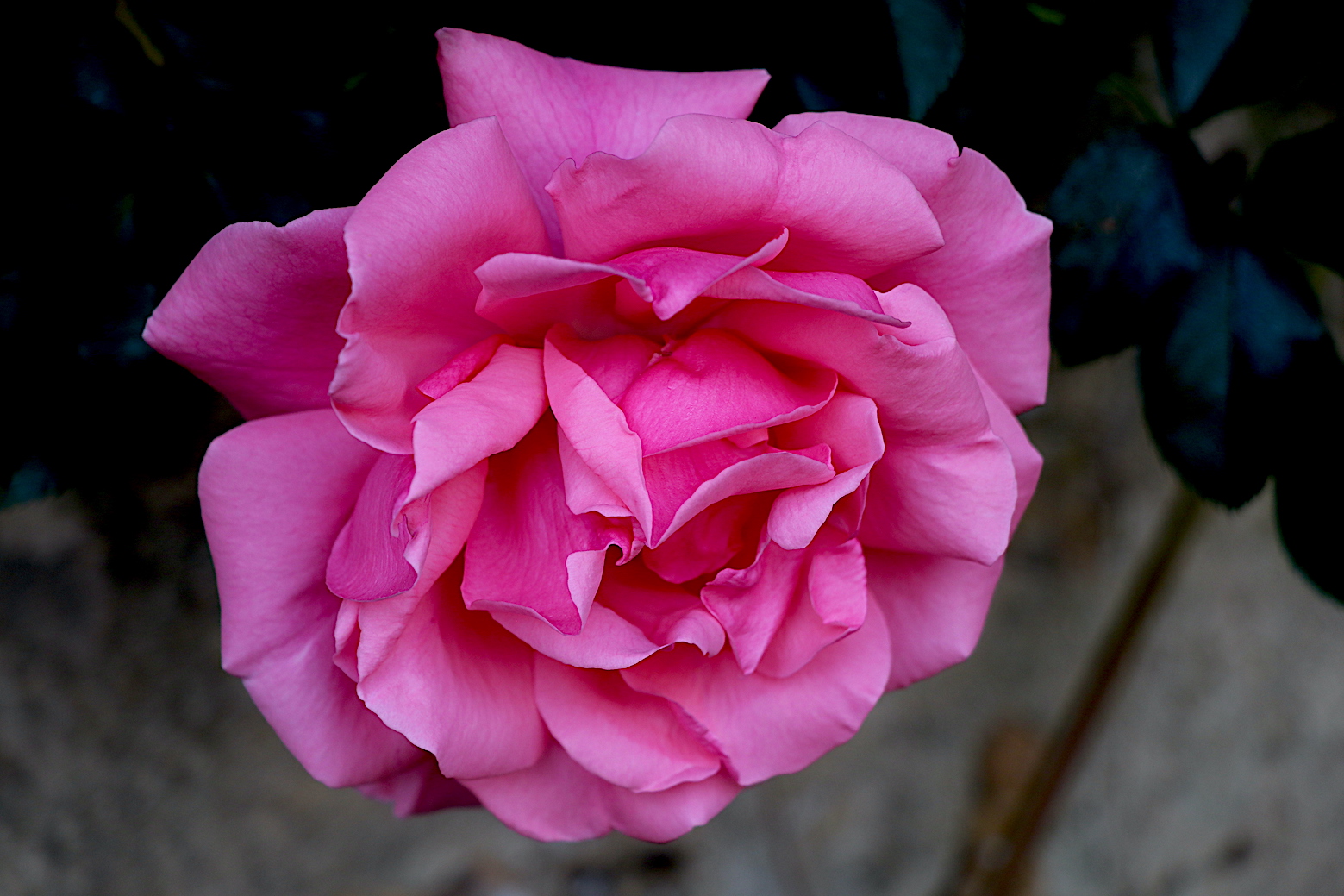 IMG_6260 copie.JPG