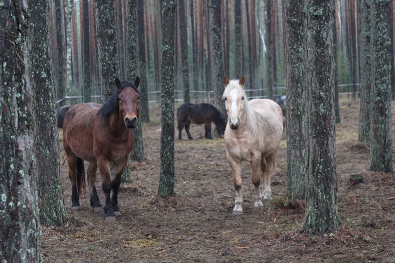 IMG_6311 - копия.JPG