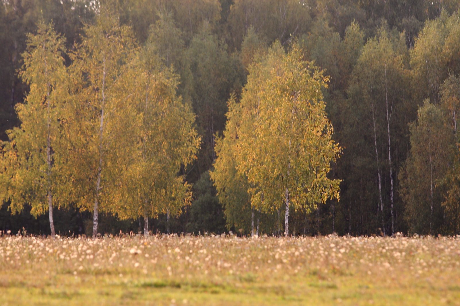 IMG_6437.JPG