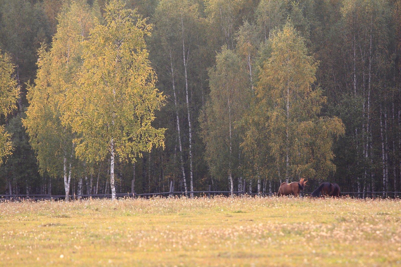 IMG_6447.JPG