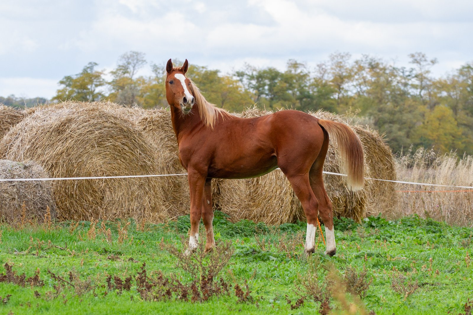 IMG_6468.jpg