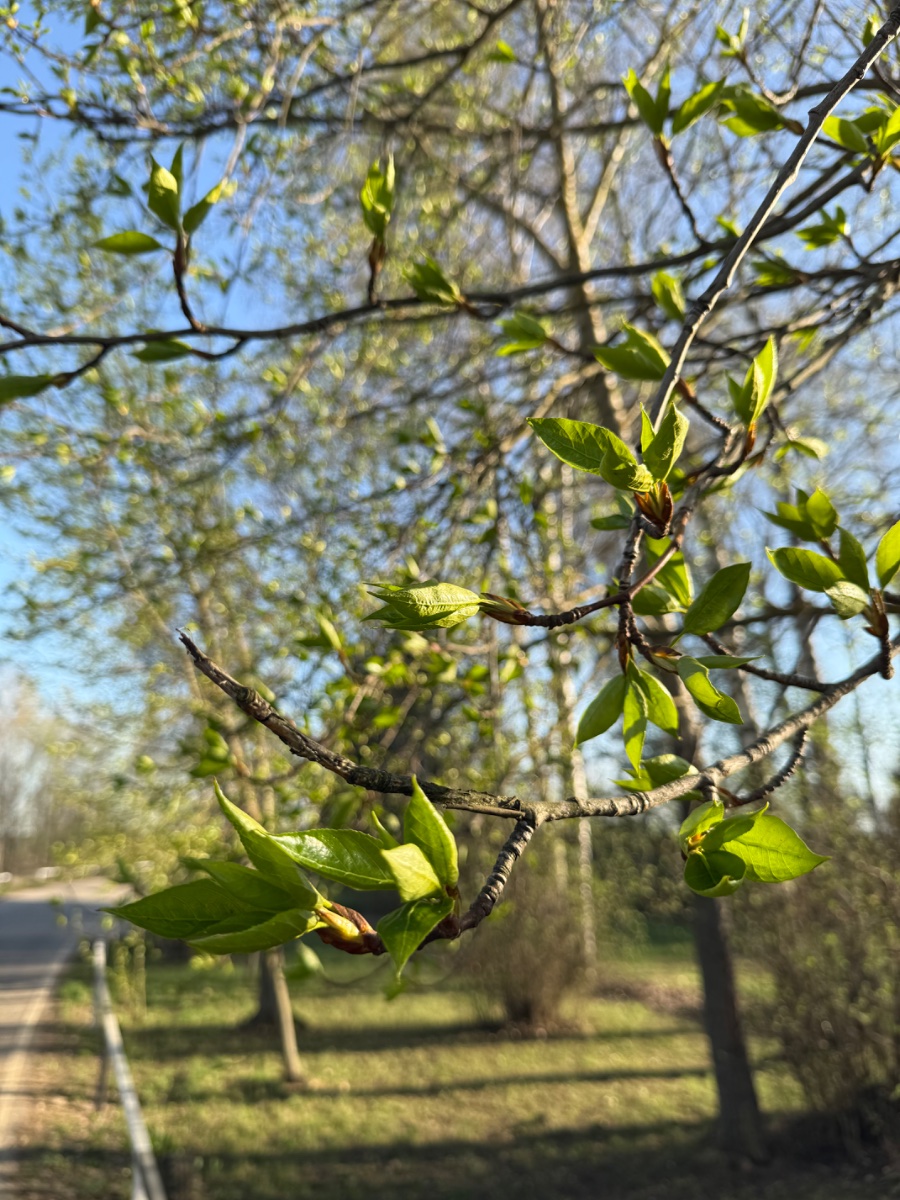 IMG_6755.jpeg