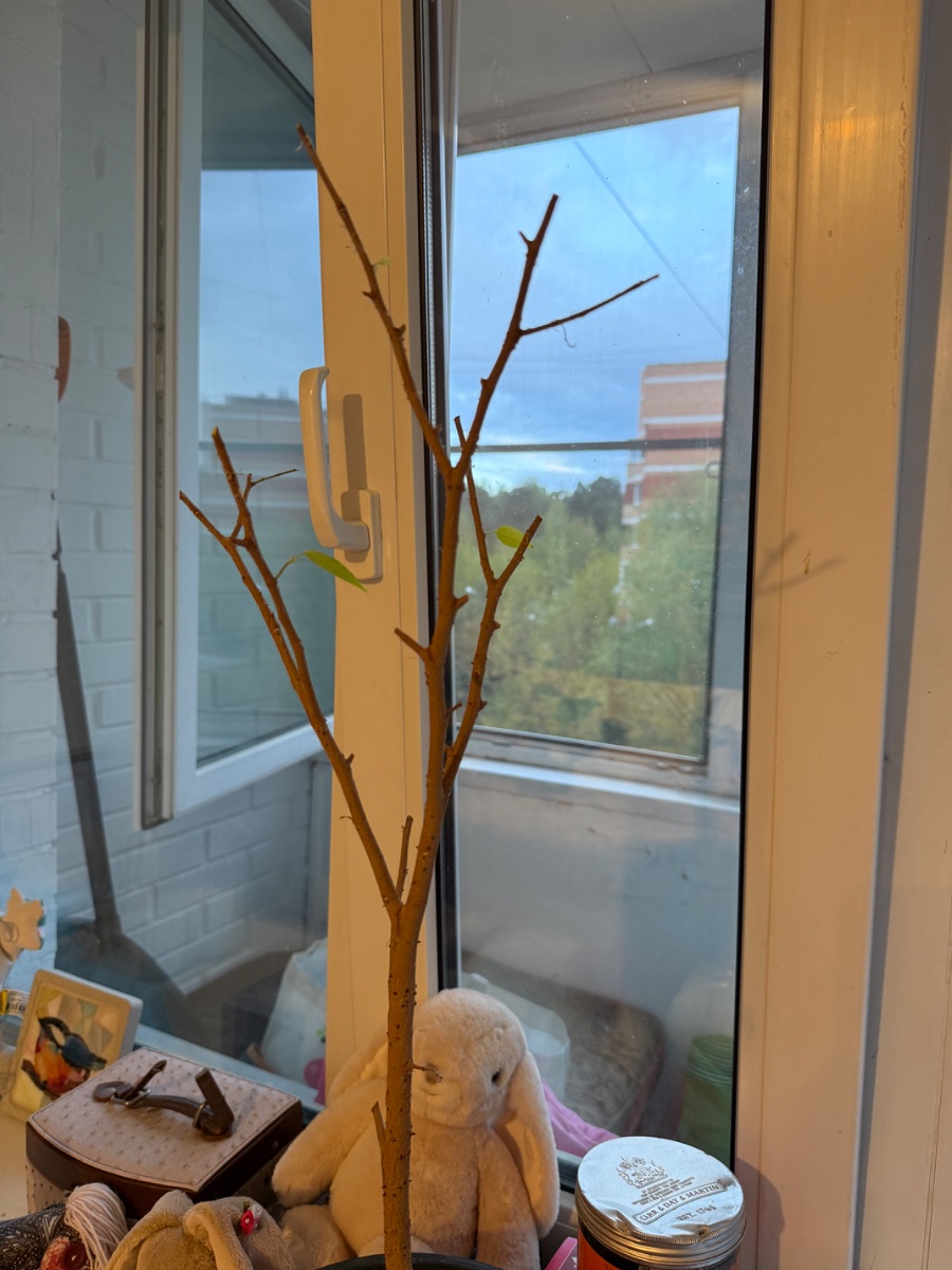 IMG_6951.jpeg