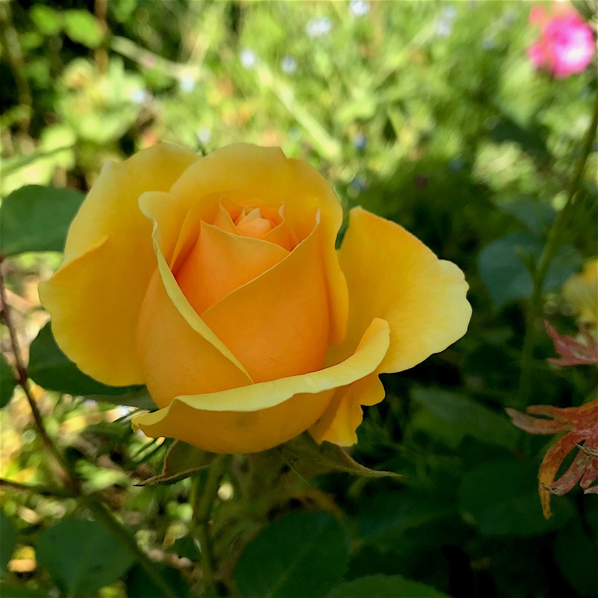 IMG_7390.jpg