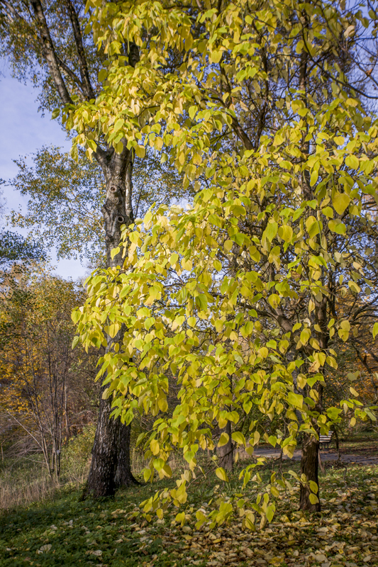 IMG_7808.jpg
