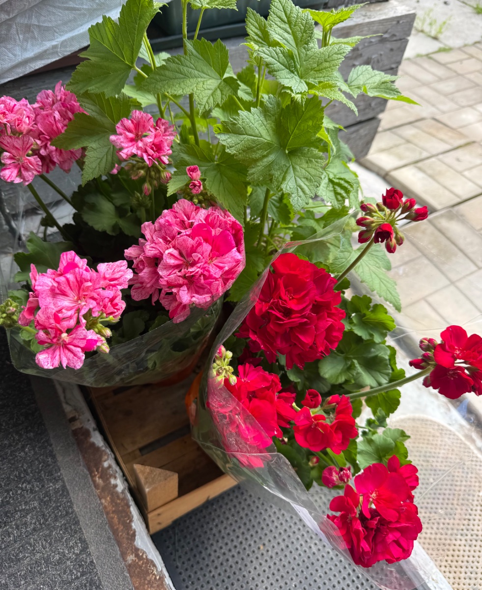 IMG_8086.jpeg