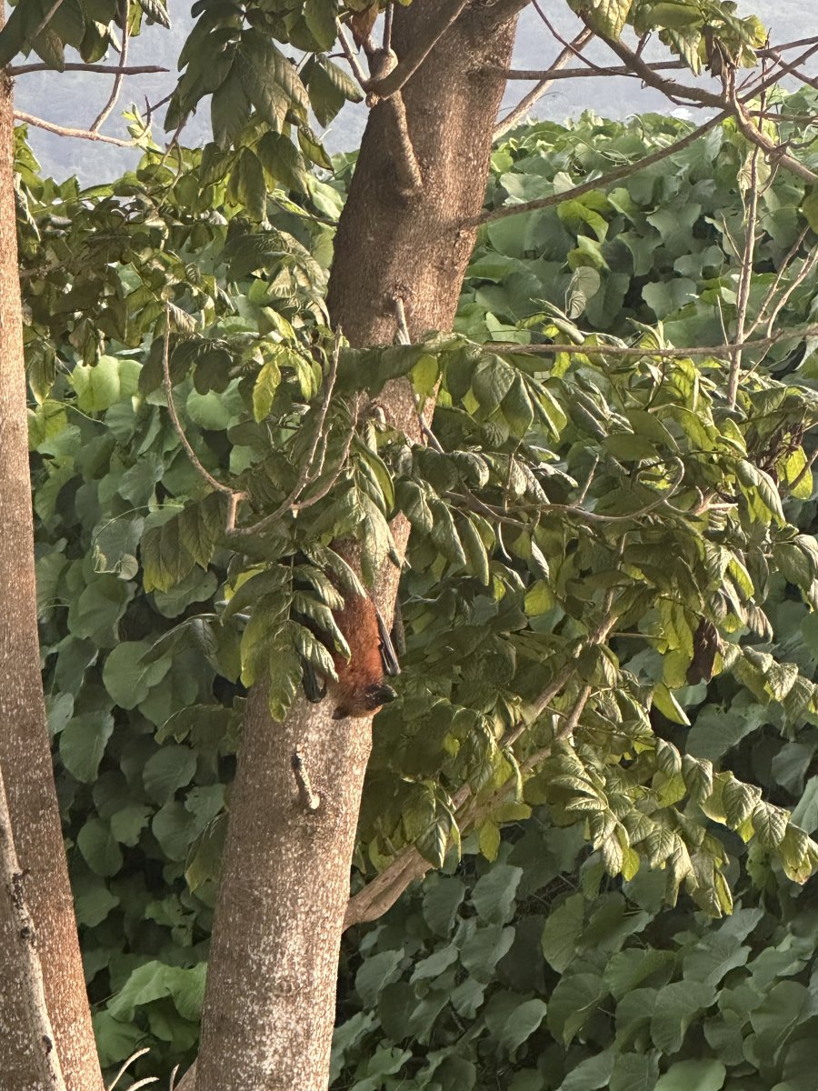 IMG_8090.jpeg
