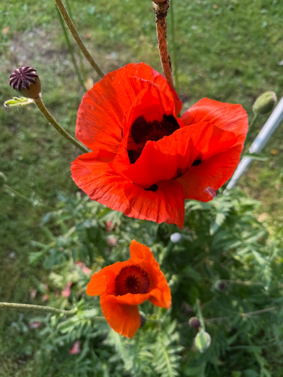 IMG_8156.jpeg