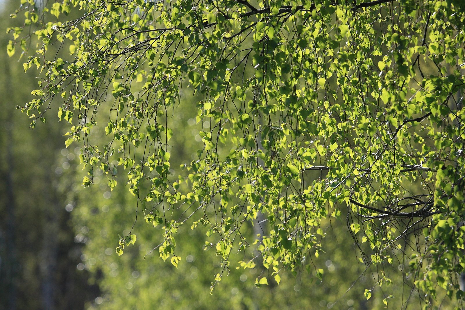 IMG_8265.JPG