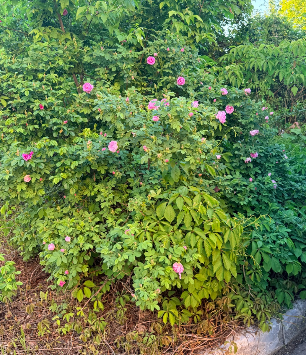 IMG_8375.jpeg