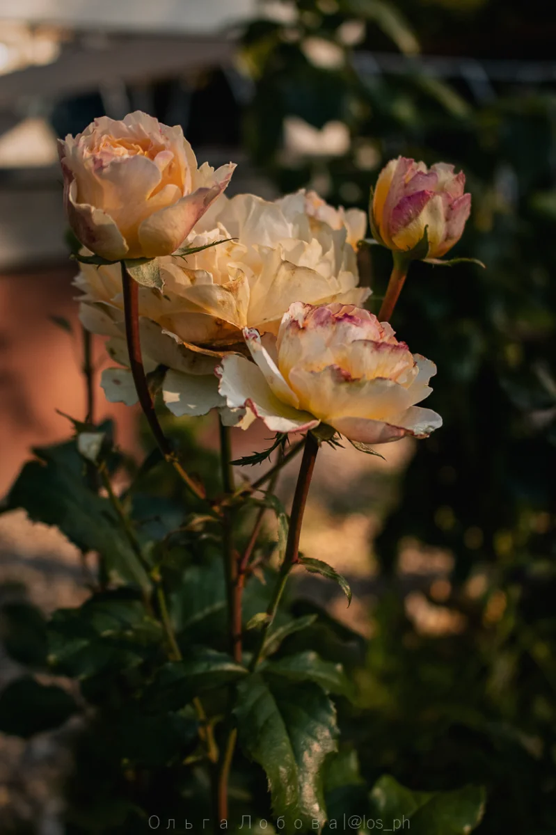 IMG_8412.webp