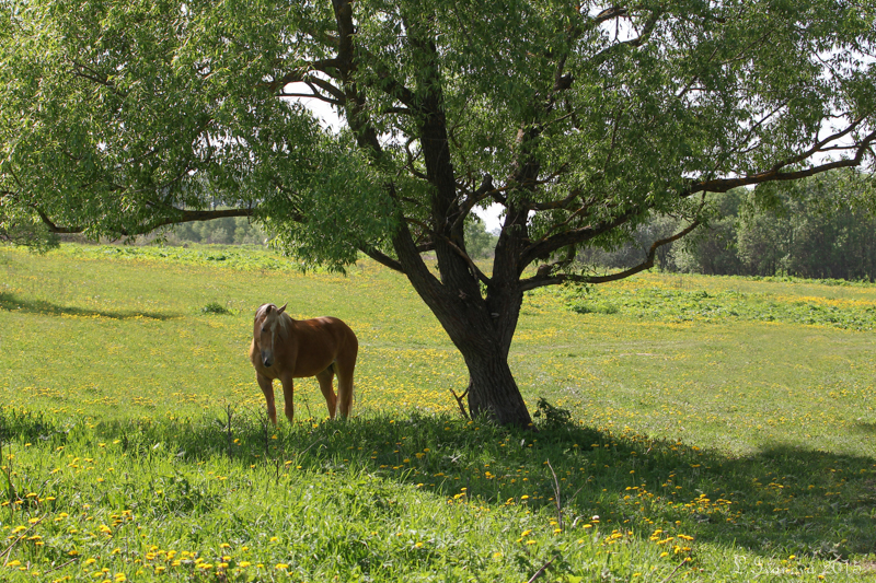 IMG_8964 web.jpg