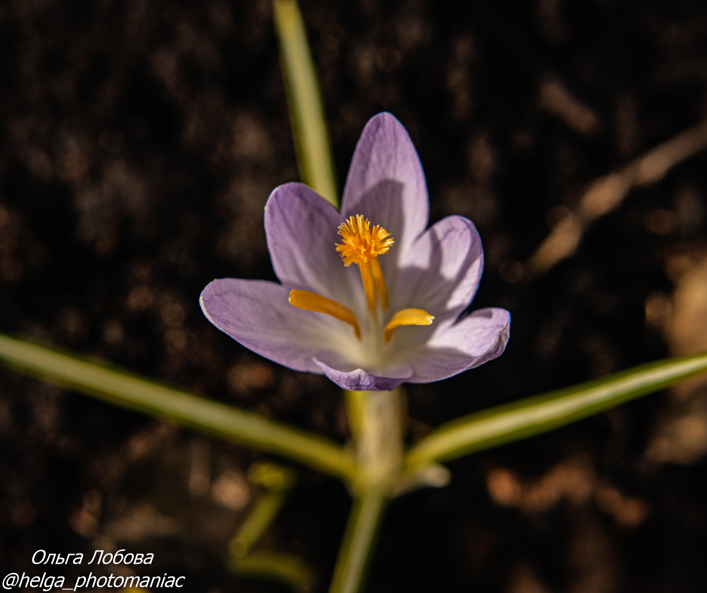 IMG_9452-2.jpg