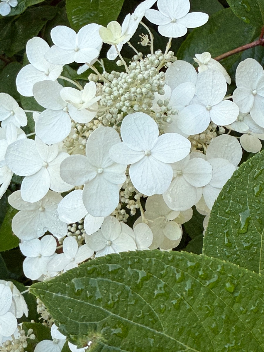 IMG_9477.jpeg