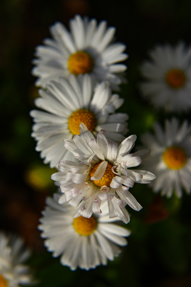 IMG_9585.jpg