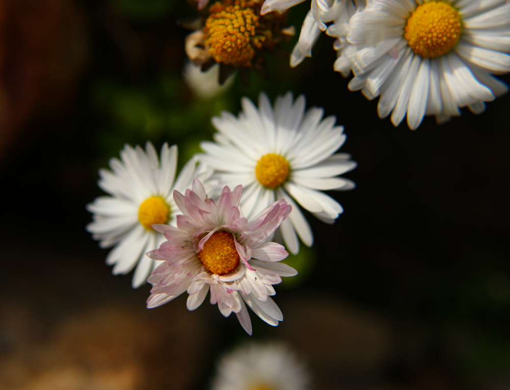 IMG_9586.jpg