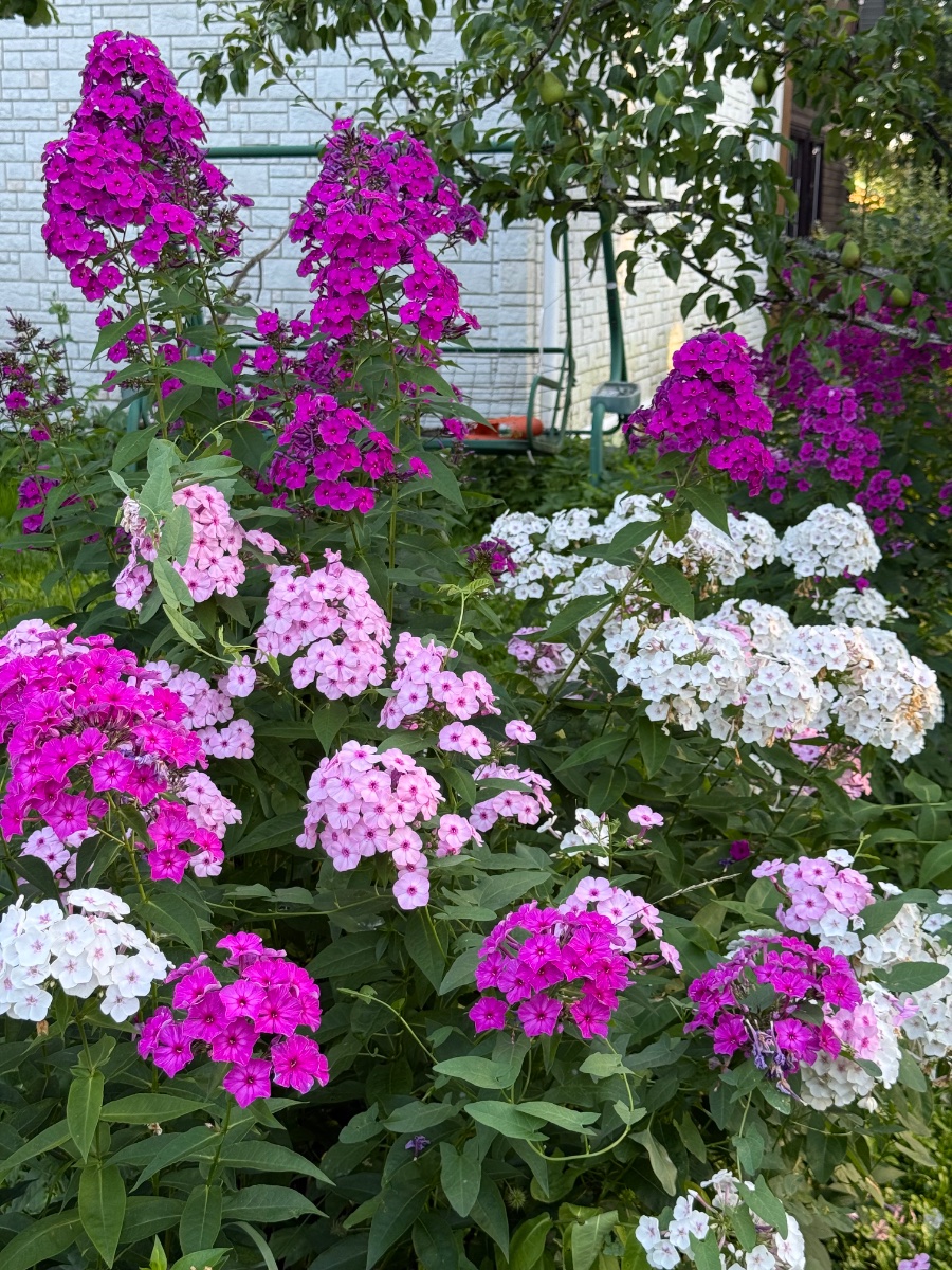 IMG_9964.jpeg