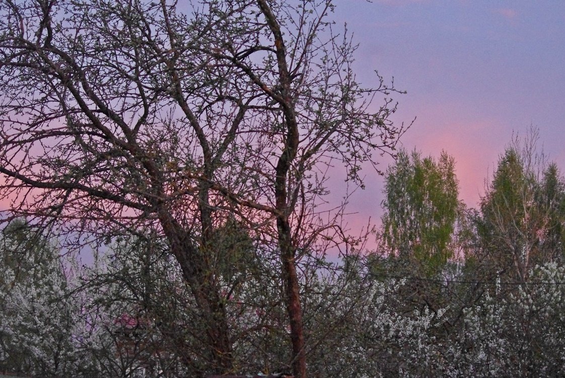 IMGP0046.JPG
