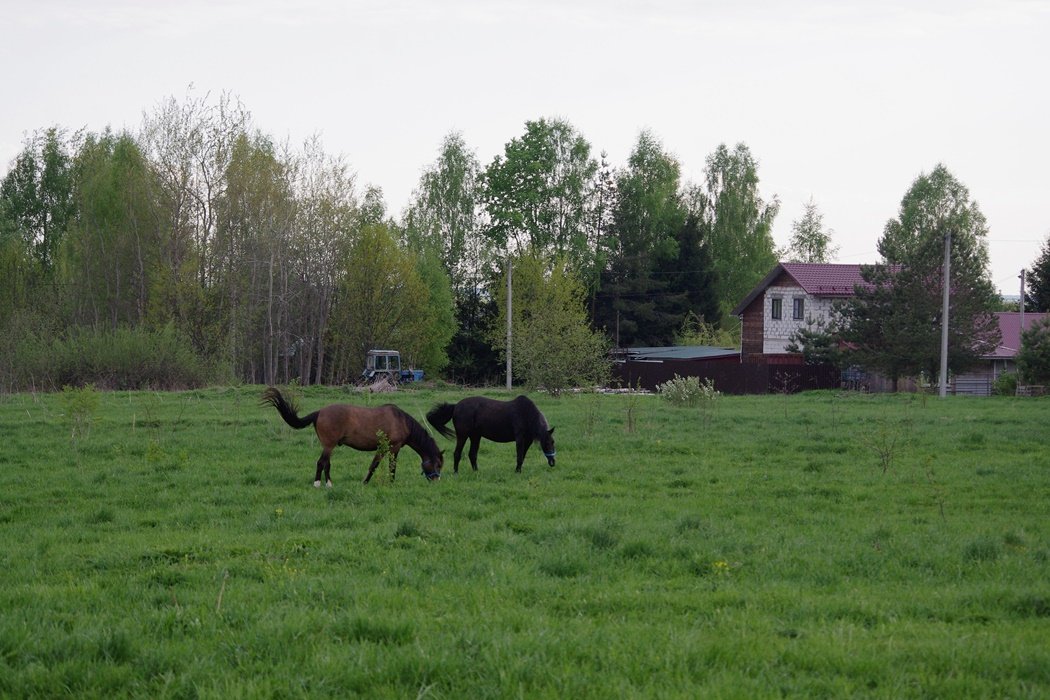 IMGP0083.JPG