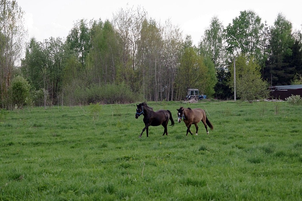 IMGP0087.JPG
