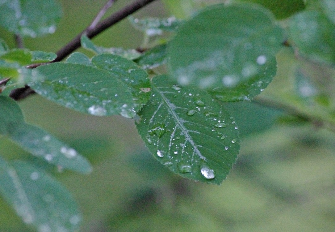 IMGP0745.JPG