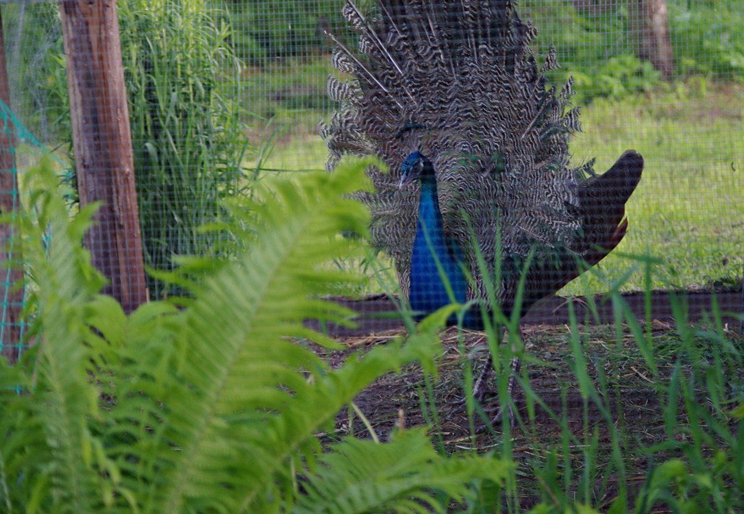 IMGP0791.JPG