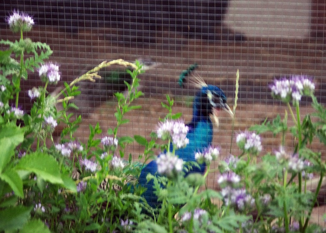 IMGP1261.JPG