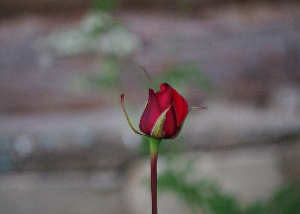IMGP1270.JPG