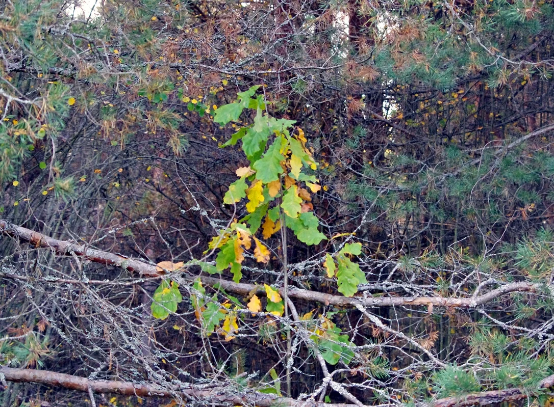 IMGP1704.webp