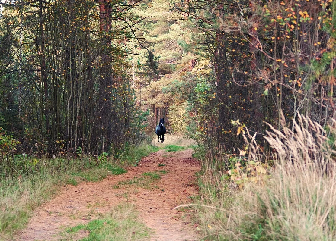 IMGP1712.webp