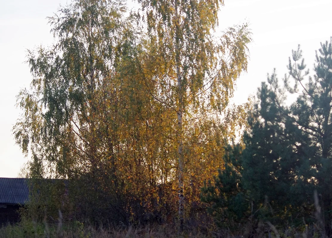 IMGP1723.webp