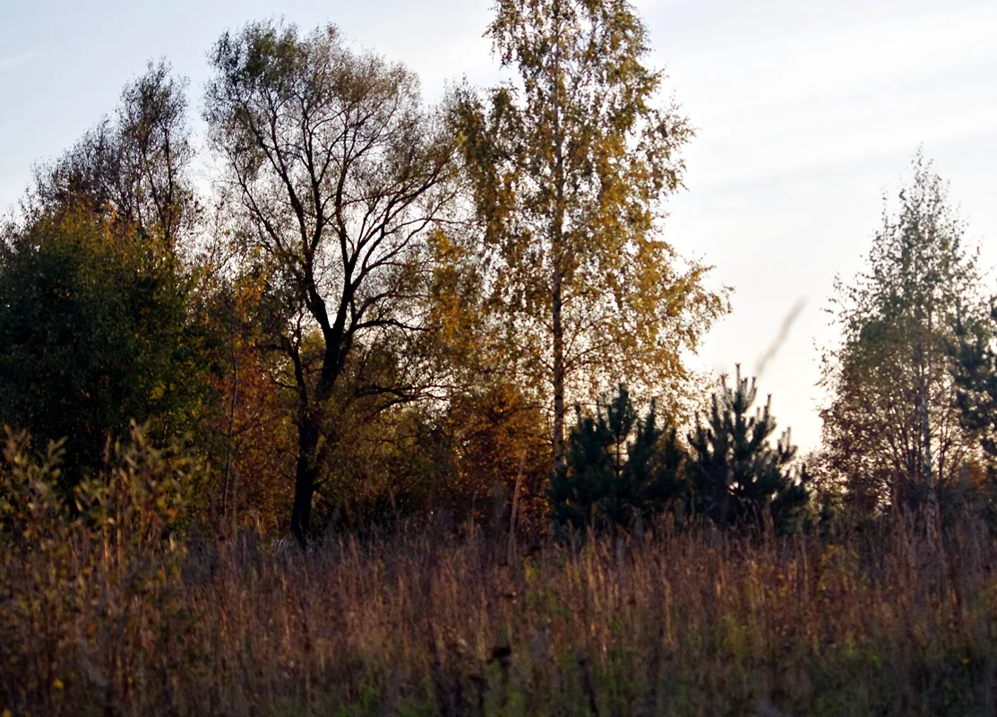 IMGP1729.webp