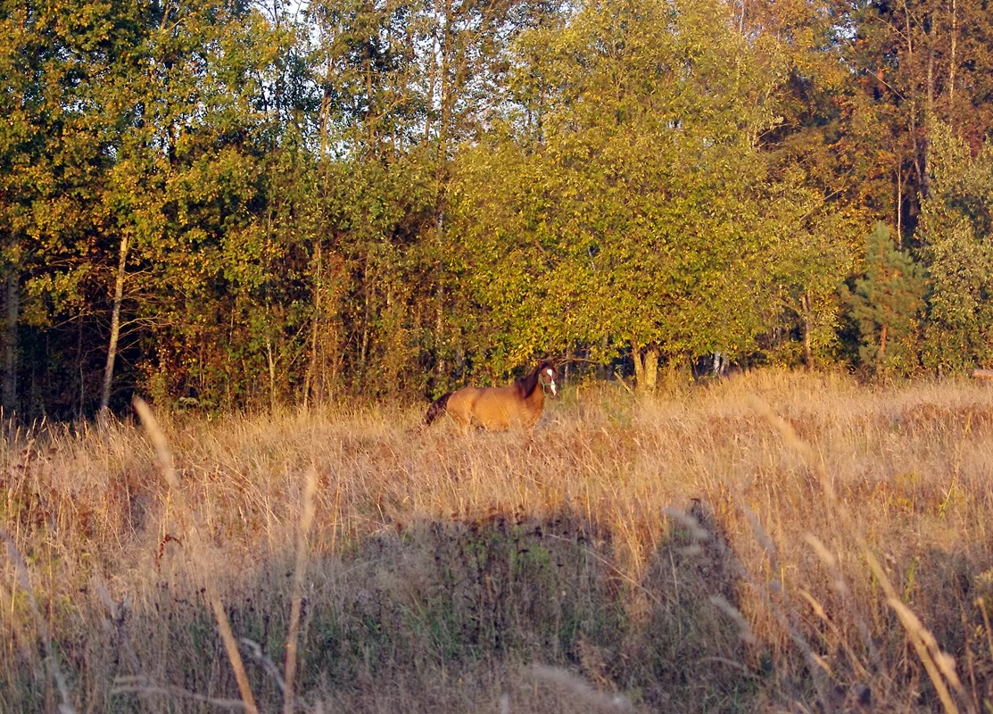 IMGP1733.webp