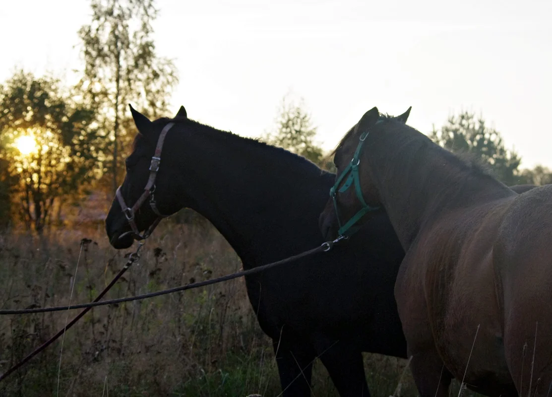 IMGP1743.webp