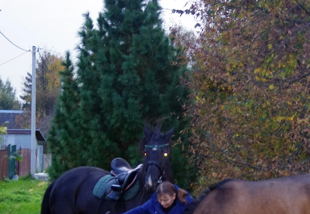 IMGP1748.webp