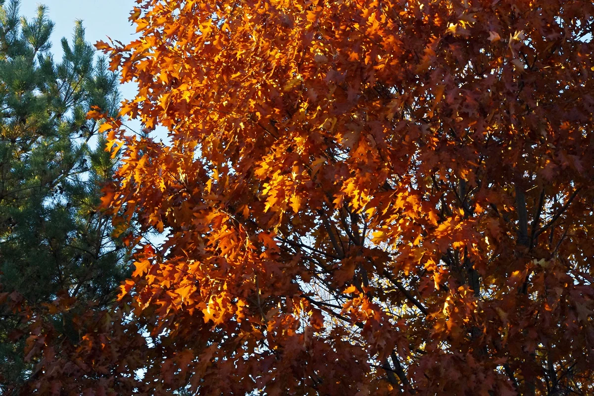 IMGP1888.webp