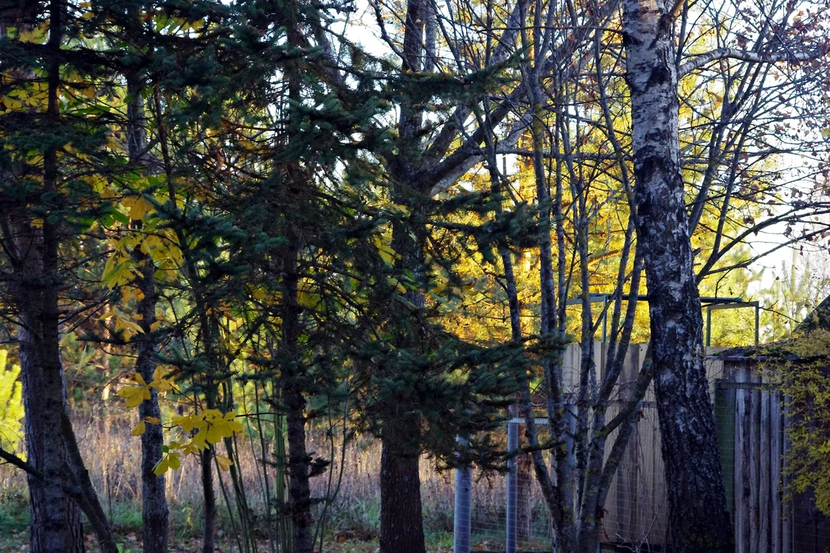 IMGP1895.webp