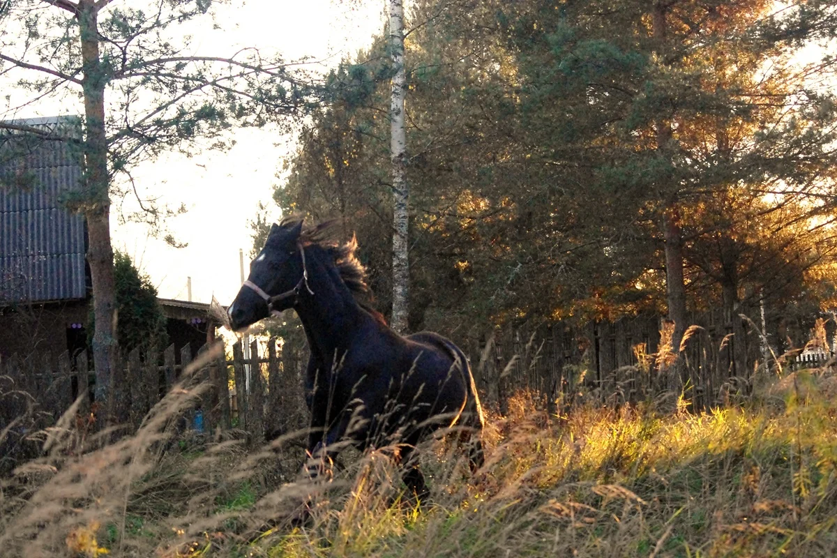 IMGP1905.webp