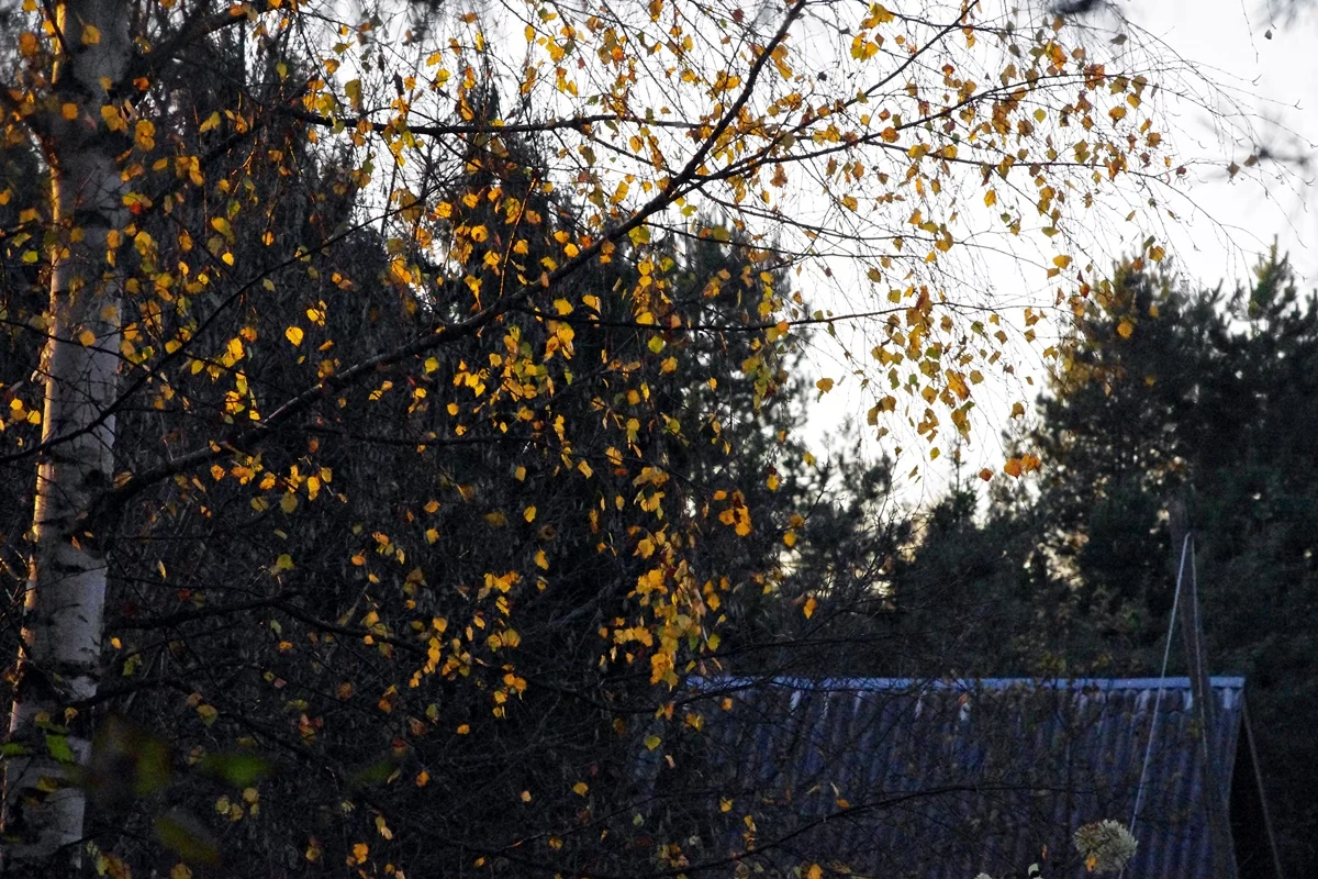 IMGP1976.webp