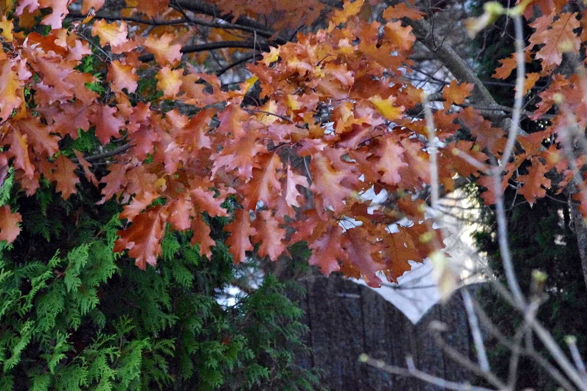 IMGP1977.webp