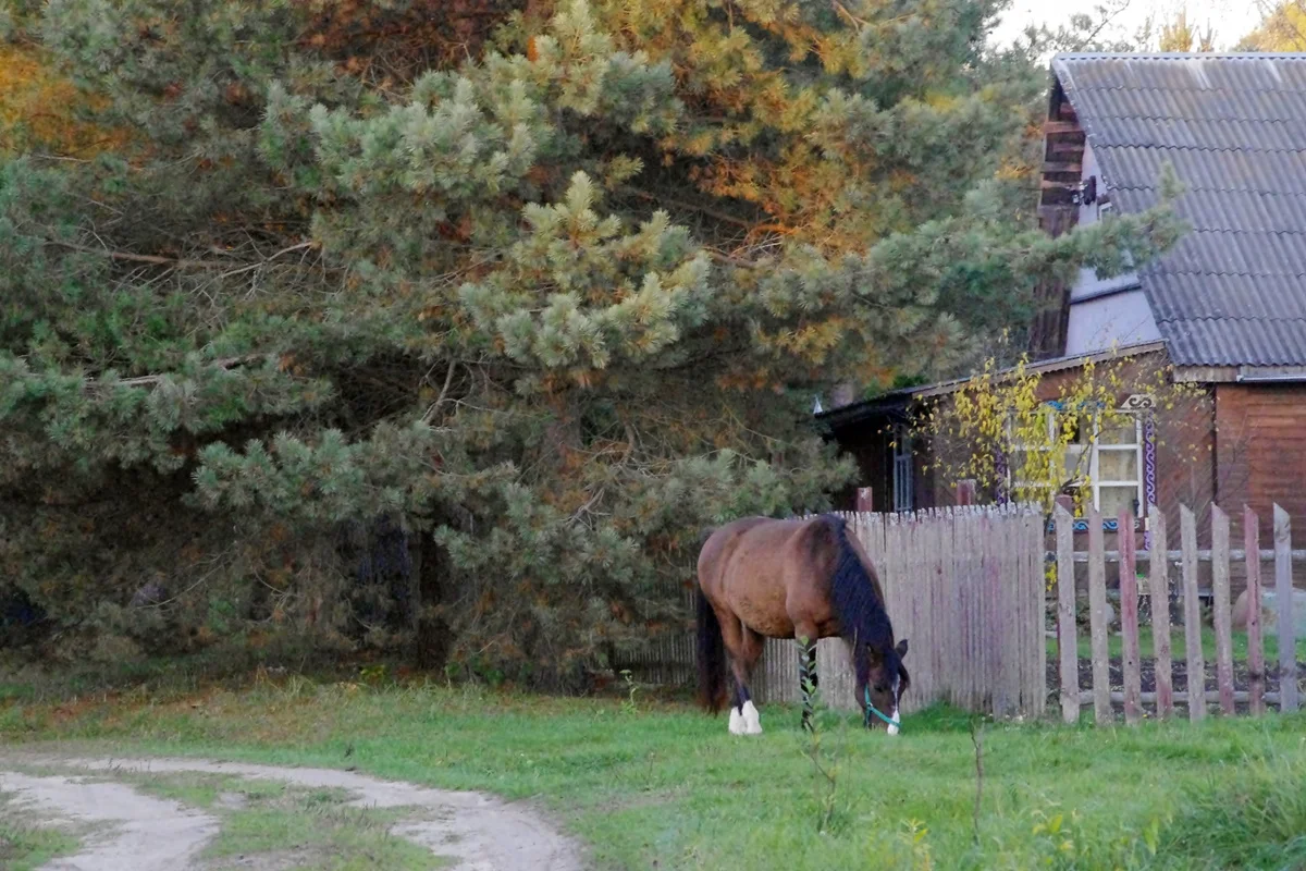 IMGP1978.webp
